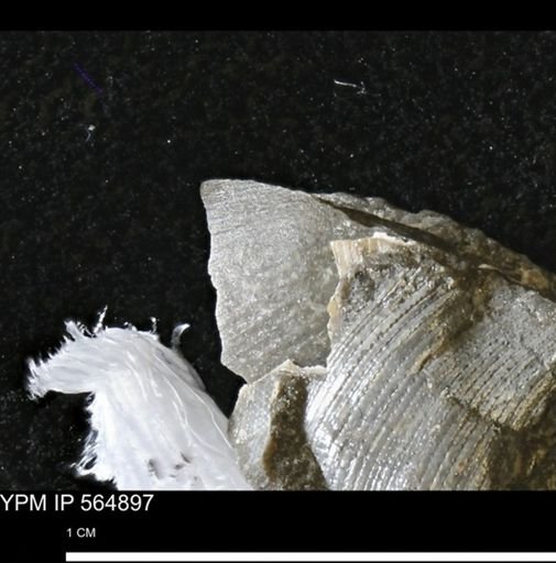 undet. Bivalvia