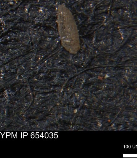 Miliammina manitobensis