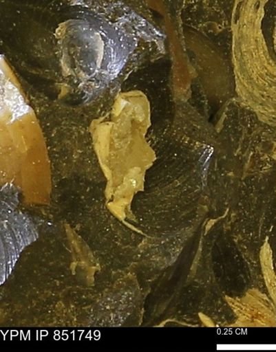 Limopsis striatopunctatus