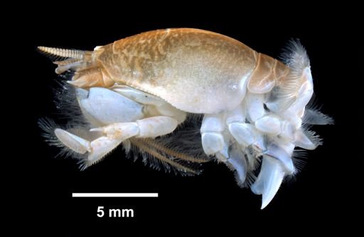 Emerita talpoida