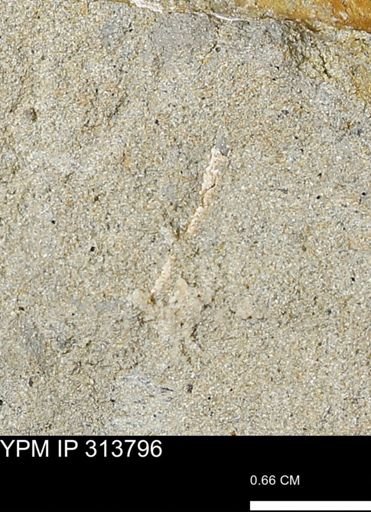 undet. Mollusca