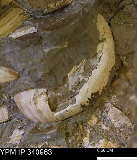 Corbicula sp.