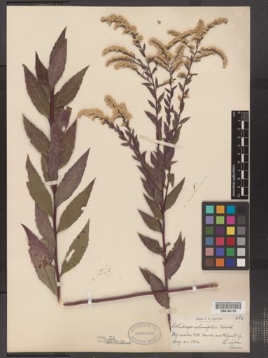 Solidago ulmifolia