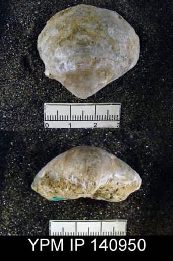 Athyris subexpansa