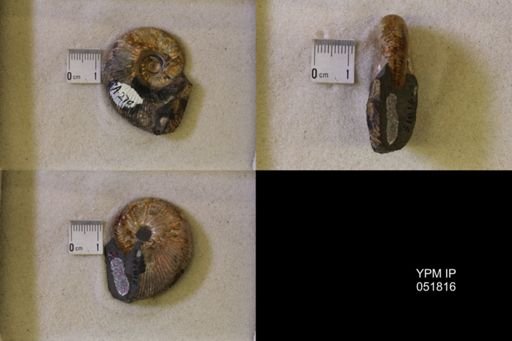Hoploscaphites nicolletii