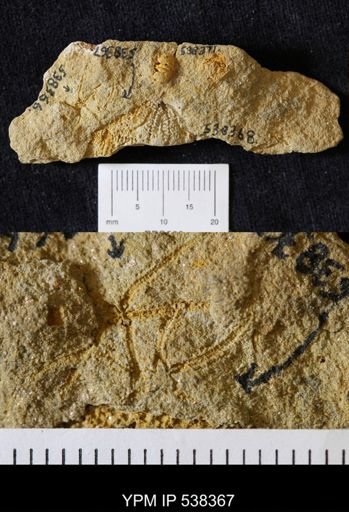 undet. Ophiuroidea
