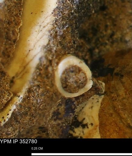 undet. Scaphopoda