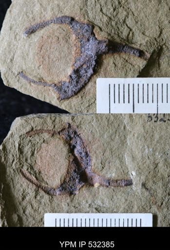 Cothurnocystis?