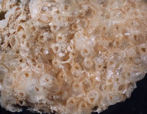 Escharella major