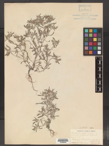 Gnaphalium uliginosum