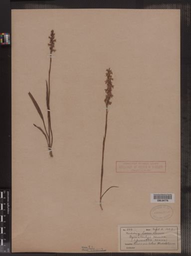 Spiranthes cernua