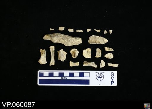 undet. Toxochelyidae