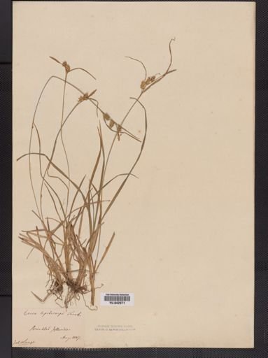 Carex lepidocarpa