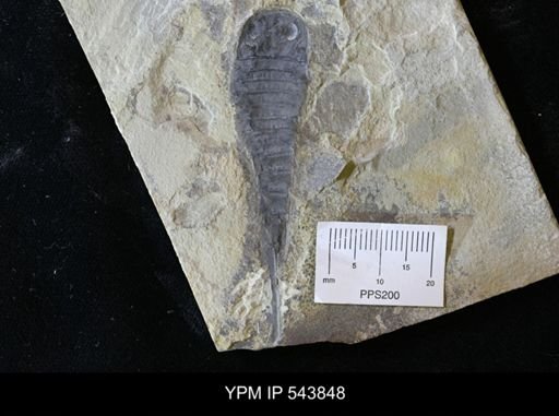 Baltoeurypterus sp.