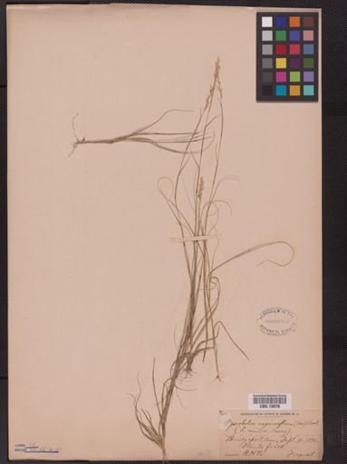 Sporobolus vaginiflorus