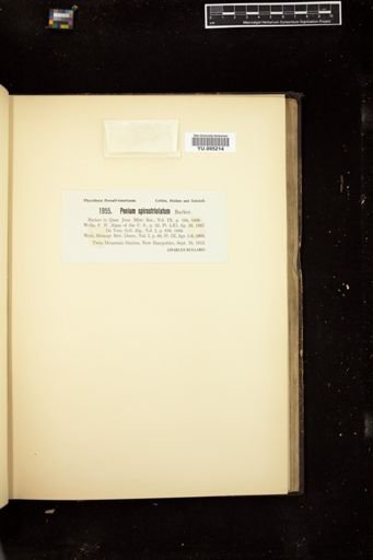 Penium spirostriolatum