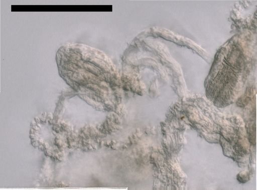 Hippopodius hippopus