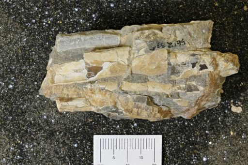 Baculites sp.