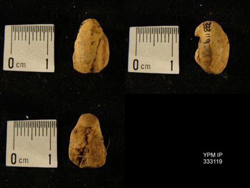 undet. Bellerophontoidea