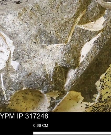 undet. Mollusca