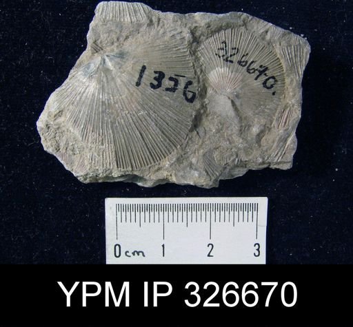 Schuchertella gamachiana