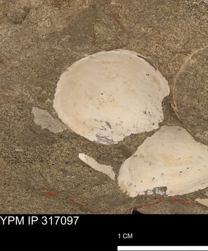 undet. Bivalvia