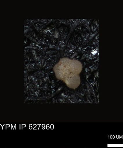 undet. Foraminiferida
