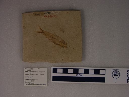 Diplomystus sp.