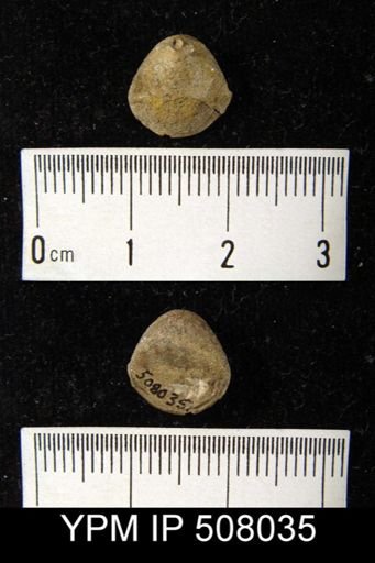 Terebratula elongata