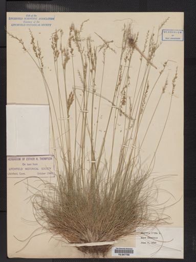 Festuca ovina