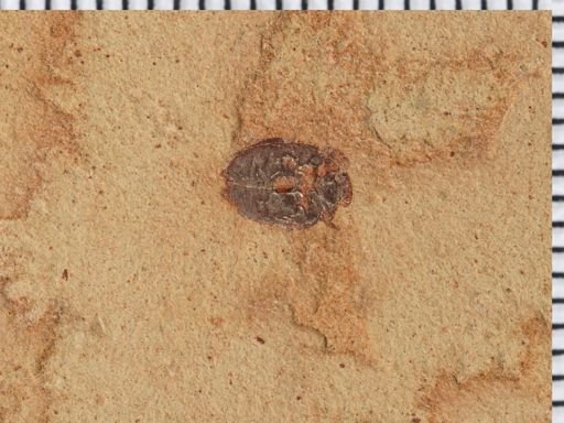 Chrysomelidae?