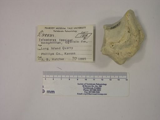 Teleoceras fossiger