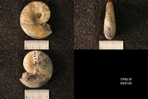 Hoploscaphites nicolletii
