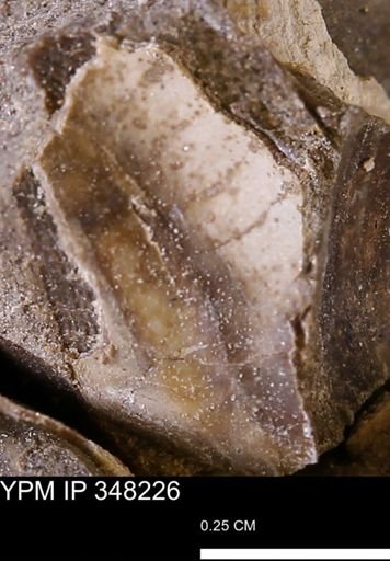 undet. Bivalvia