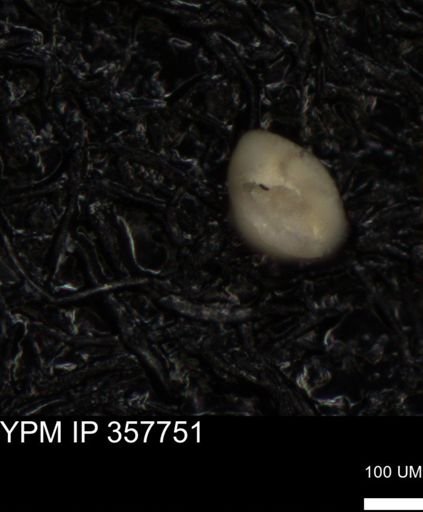 undet. Foraminiferida