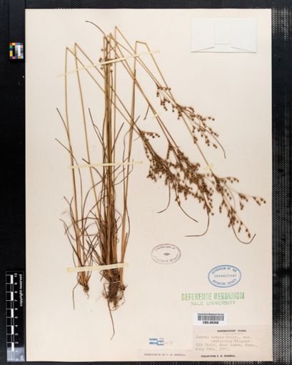 Juncus tenuis