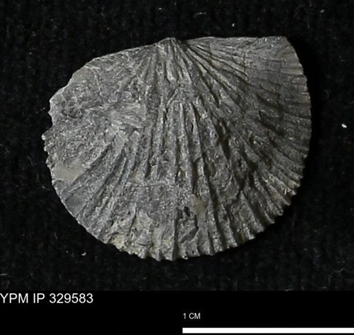Stropheodonta demissa