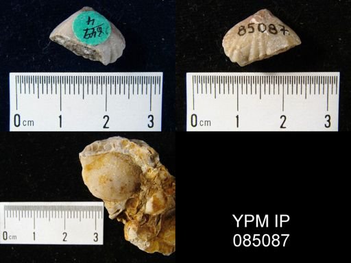 Uncinulus hebe