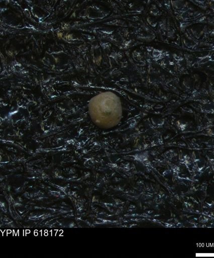 undet. Foraminiferida