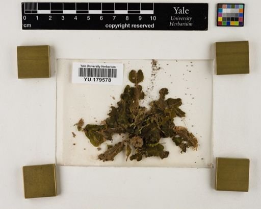Plantae