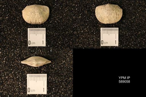 Dinorthis subquadrata