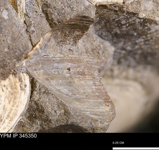 undet. Bivalvia