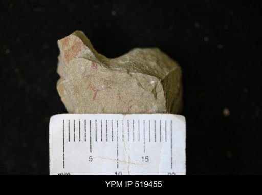 undet. Graptolithina
