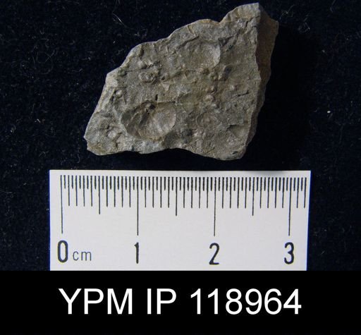 Anoplotheca hemispherica
