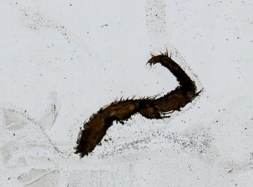 Lirceus lineatus