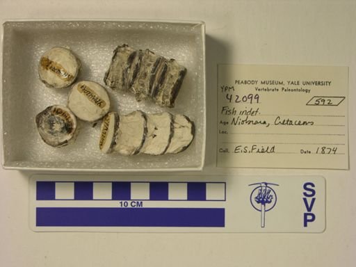 undet. Actinopterygii