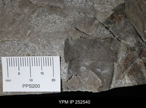 undet. Eurypterida