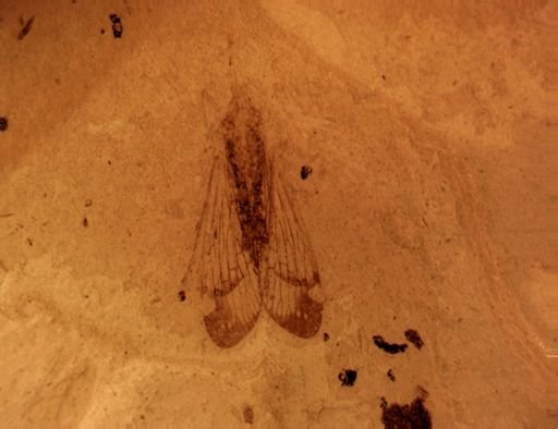 undet. Auchenorrhyncha