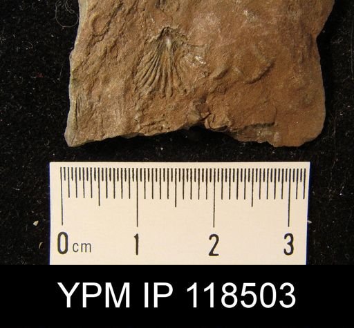 Camarotoechia nucula planosugosa