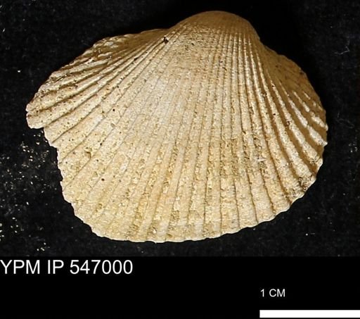 Scapharca transversa